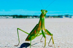 ¿Por qué los machos de la mantis religiosa se dejan comer la cabeza?
