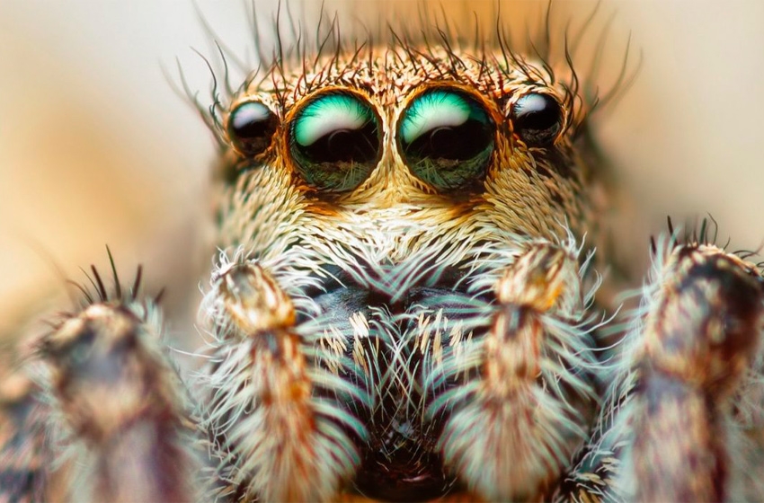 Las arañas macho practican sexo oral a las hembras