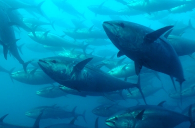 La alemana Next Tuna estudia producir atún rojo a gran escala en Valéncia