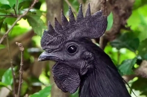 Ayam Cemani, gallina completamente negra, incluyendo cresta, pico, y carne