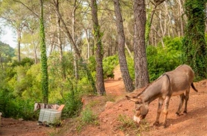 Dimite el director general de Medio Natural tras la muerte de 10 burros en un proyecto antiincendios en Castellón