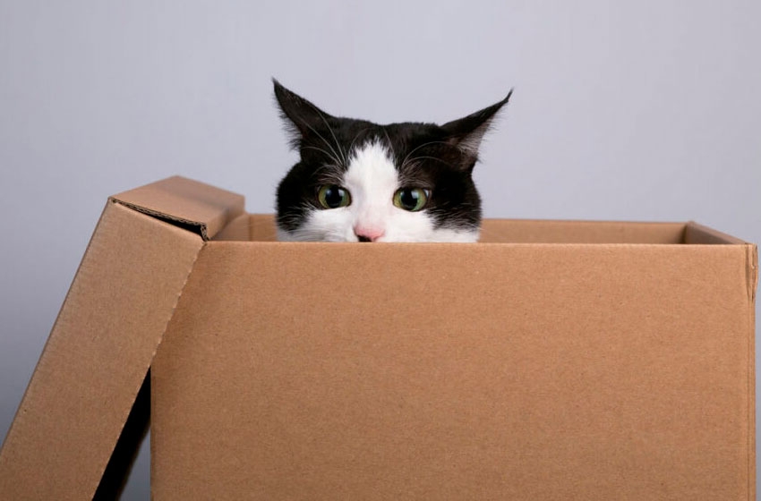 Por qué los gatos aman las cajas